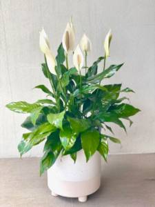 Gifted a peace lily with clay balls on top of the soil? Are they  helpful/useful? They stupidly run everywhere when I try to pull it out of  its decorative basket to water